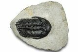 Hollardops Trilobite Fossil - Ofaten, Morocco #311257-1